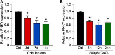 Long Non-Coding RNA PNKY Modulates the Development of Choroidal Neovascularization